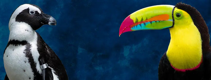 The Inky Shop brand mascots, Jet the penguin and Hue the colorful toucan, representing high-quality black and vibrant color printing expertise.